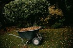 Free Garden Talk/Walk: Rethinking the Fall Garden Cleanup